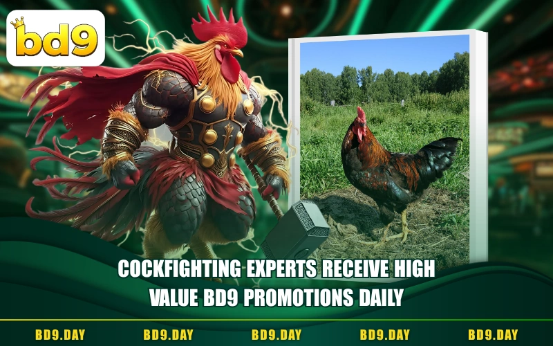 COCKFIGHTING EXPERTS RECEIVE HIGH VALUE BD9 PROMOTIONS DAILY